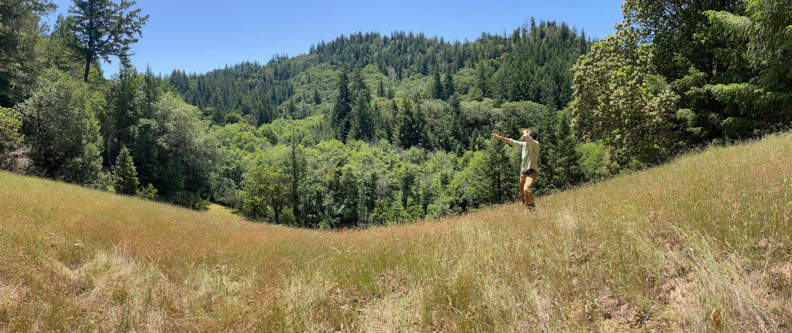 Forested valley meadow landscape