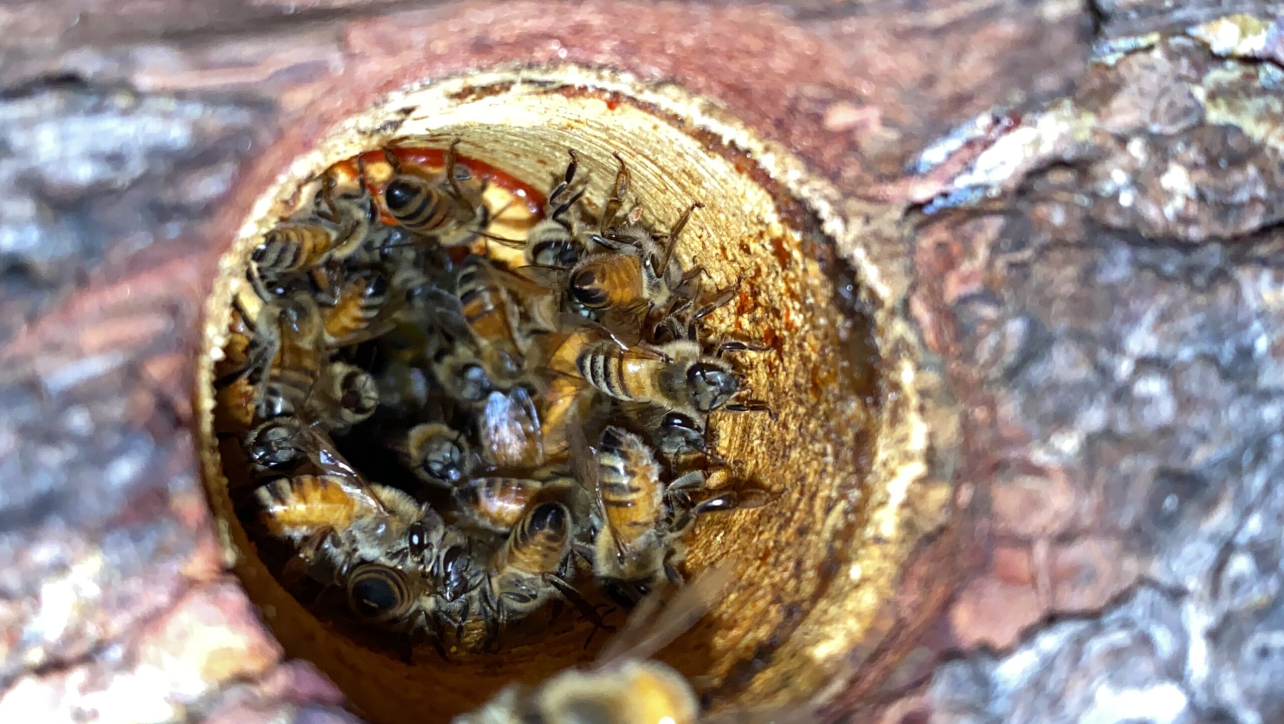 Bees entering Treenest
