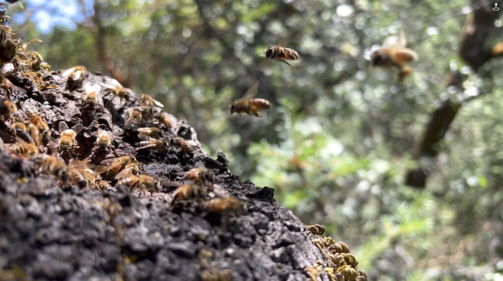 Apis Arborea field and research imagery