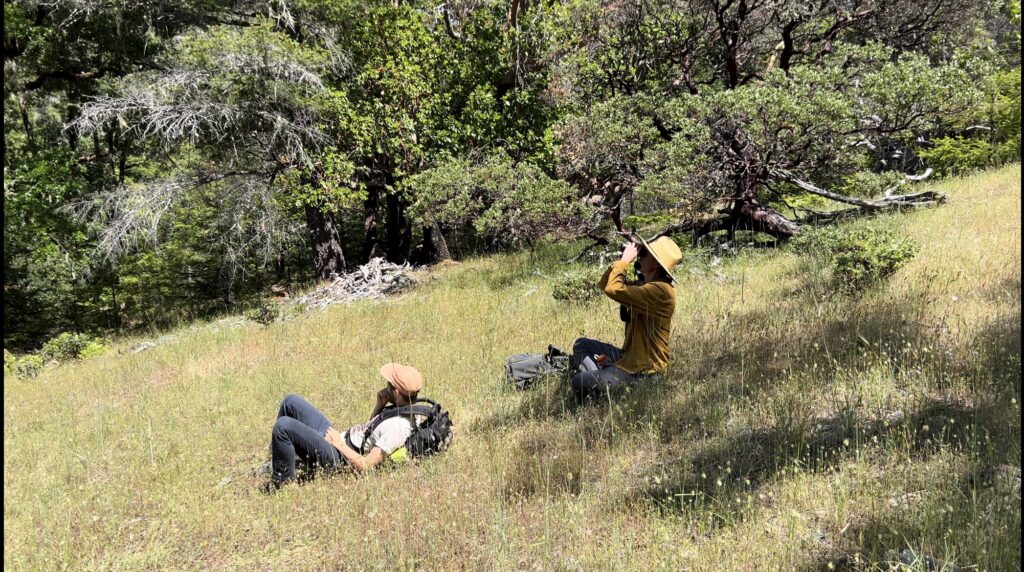 Apis Arborea field and research imagery