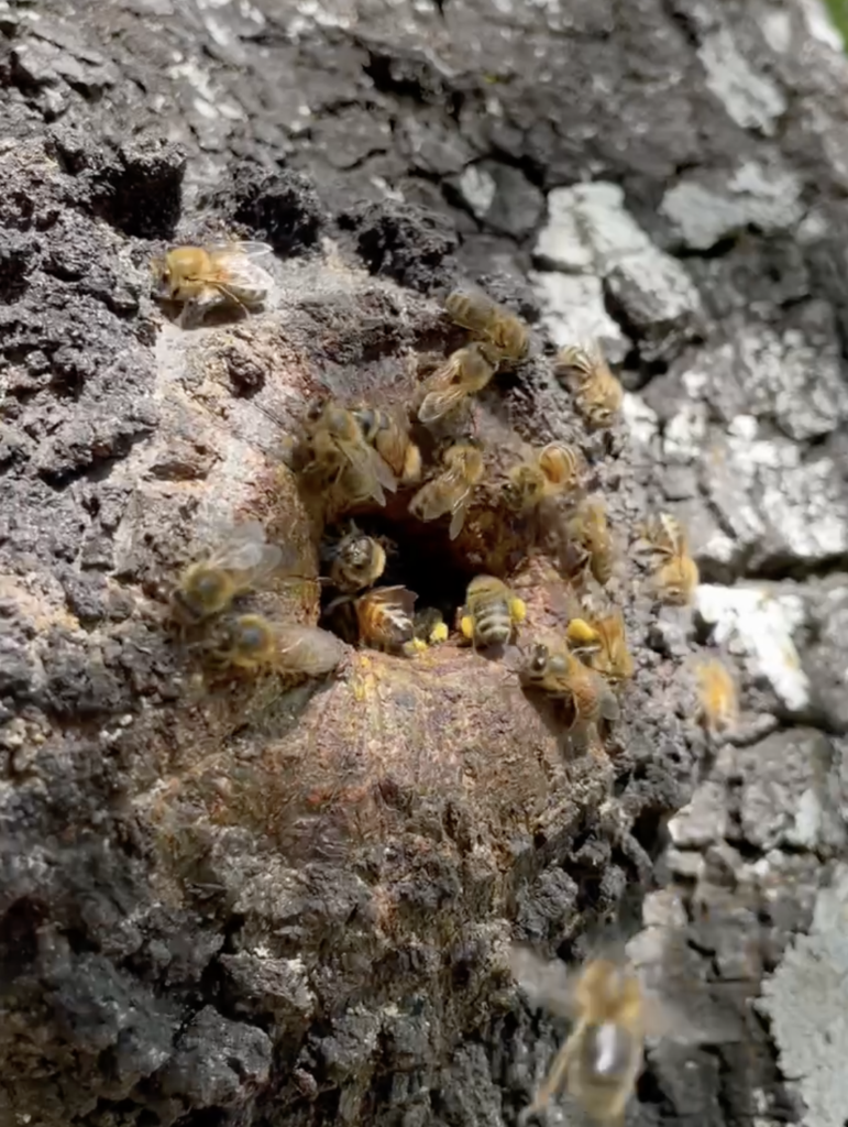Wild honeybee field observation