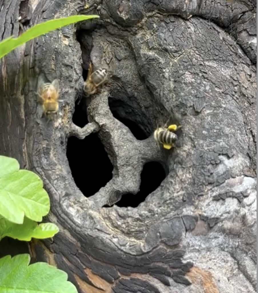 Wild honeybee field observation