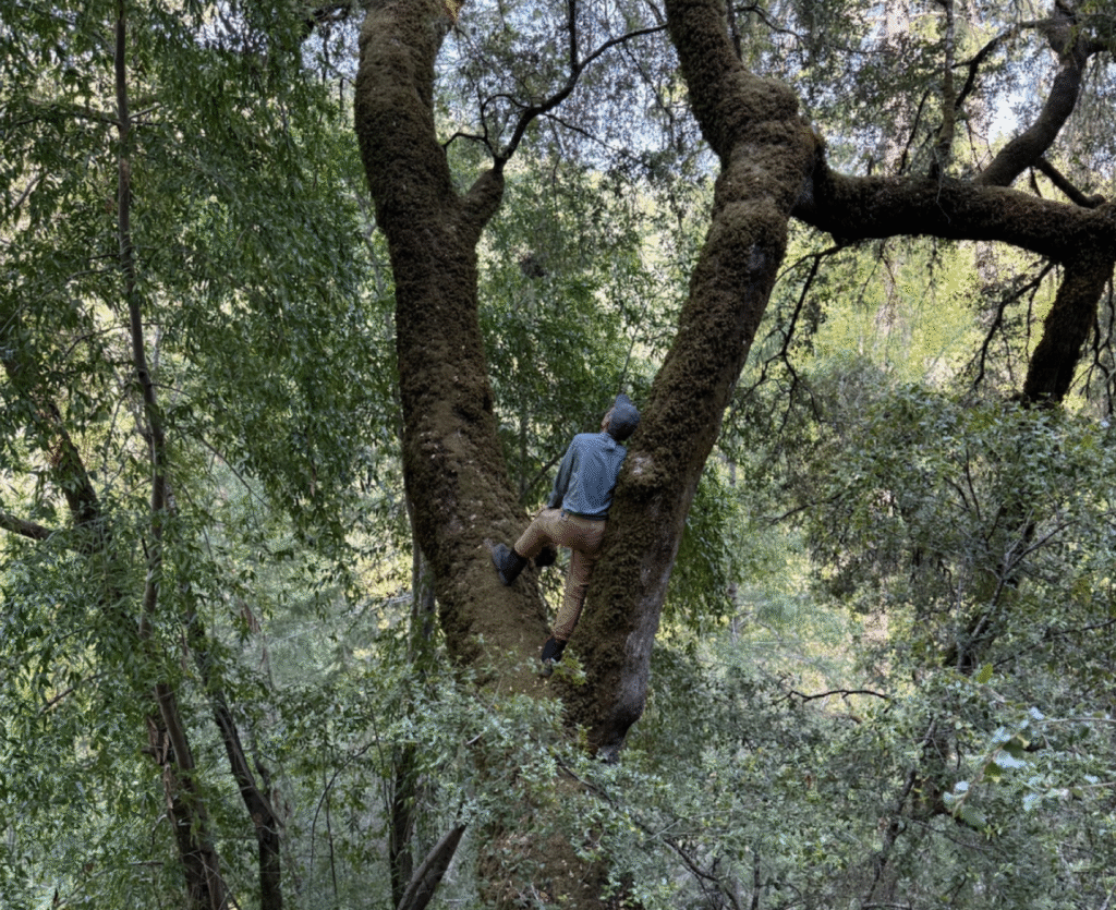 Wild honeybee field observation